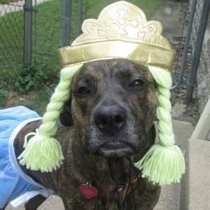 Meet your Posher, Holly